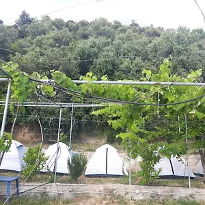 Jungle In Campo de lujo